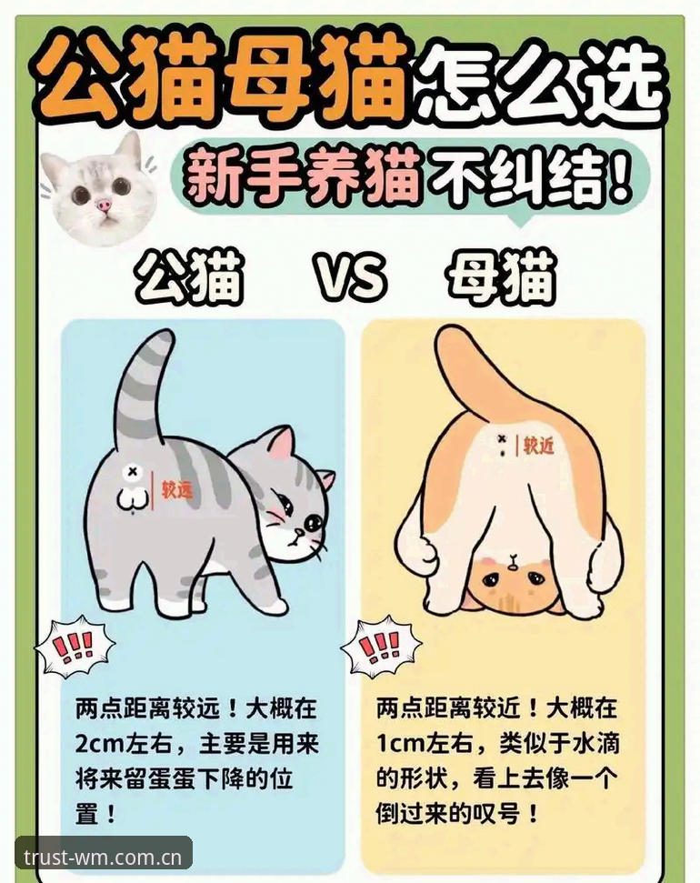 新手必看：完美体育实时资讯获取指南与使用心得